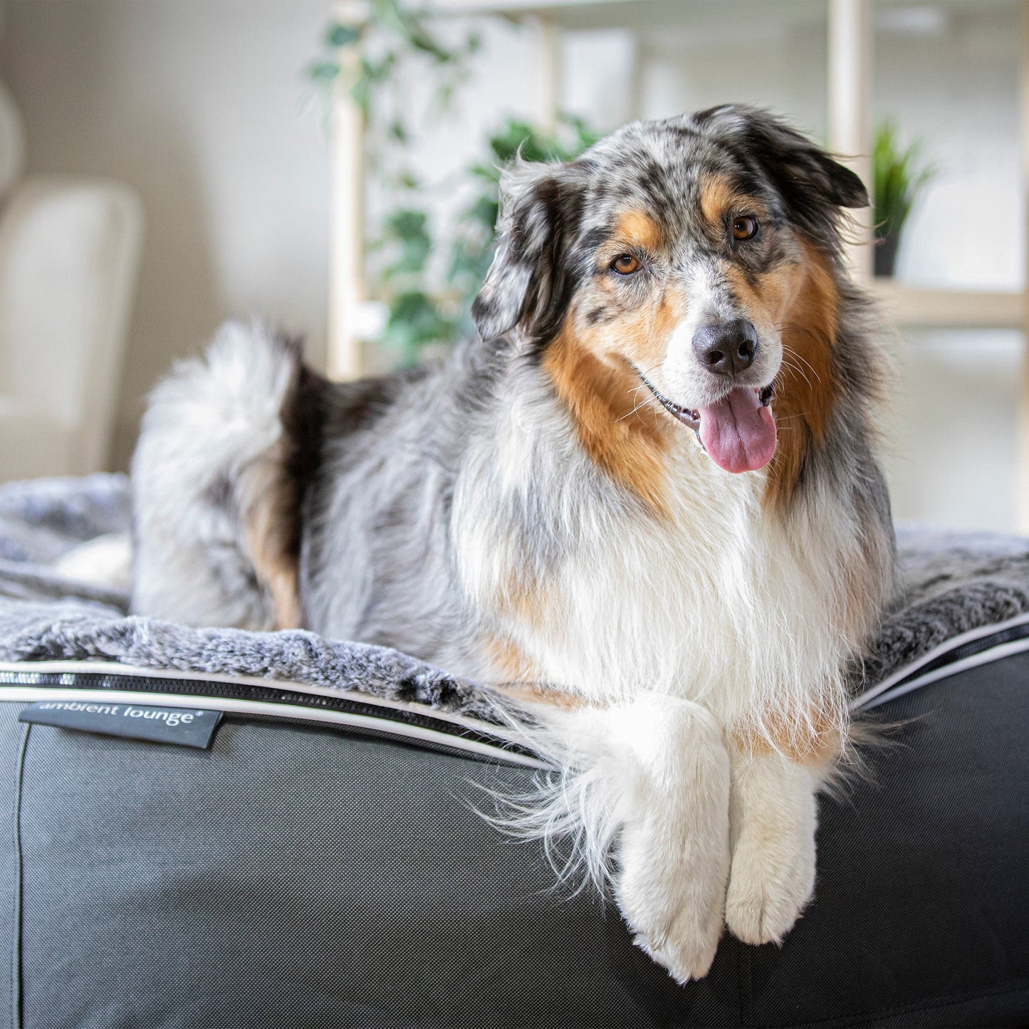 Large Rebound Foam Mattress Dog Bed - Interior/Outdoor