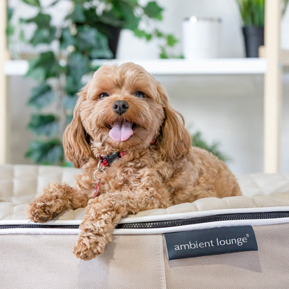 Medium Rebound Foam Mattress Dog Bed - Interior/Outdoor