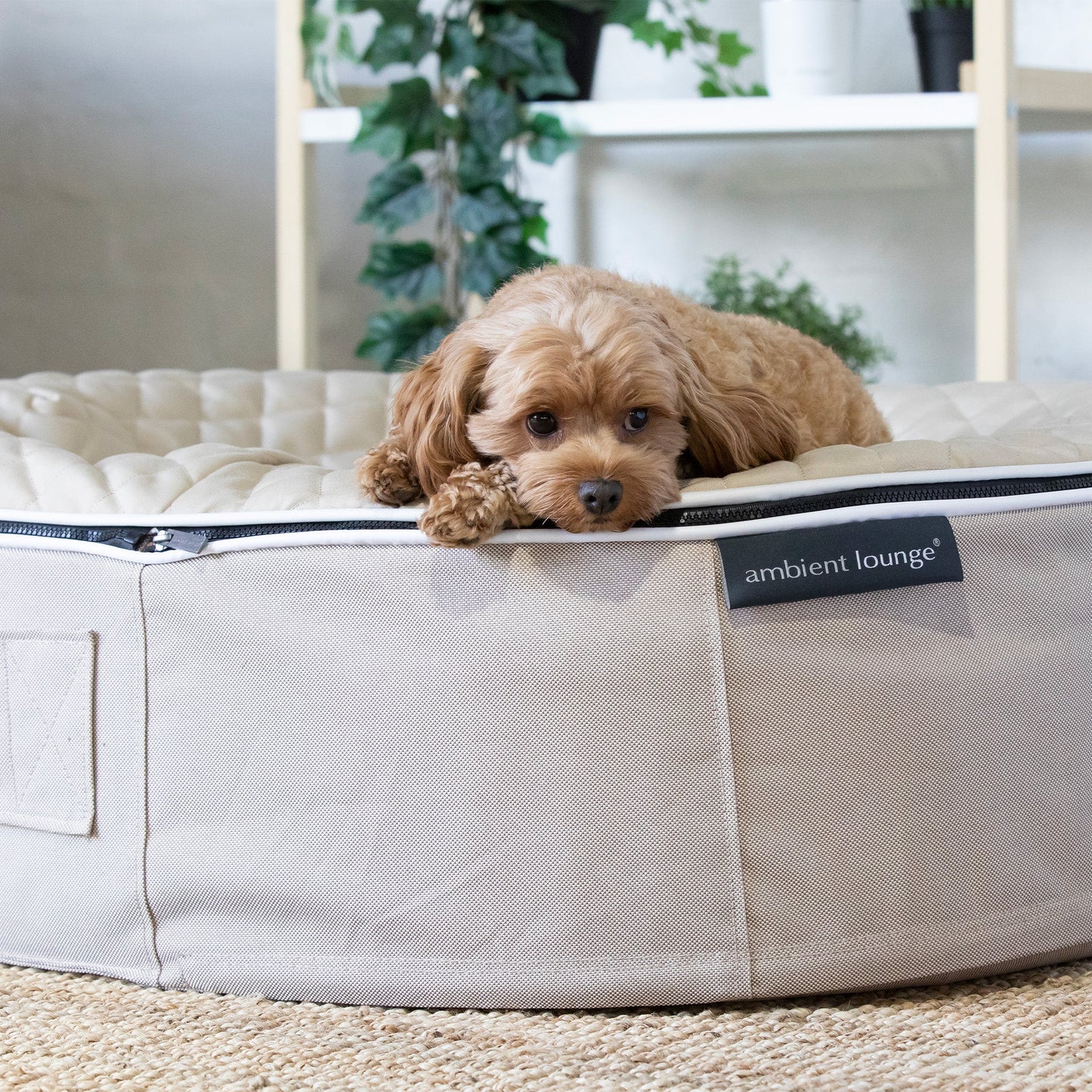 Medium Rebound Foam Mattress Dog Bed - Interior/Outdoor