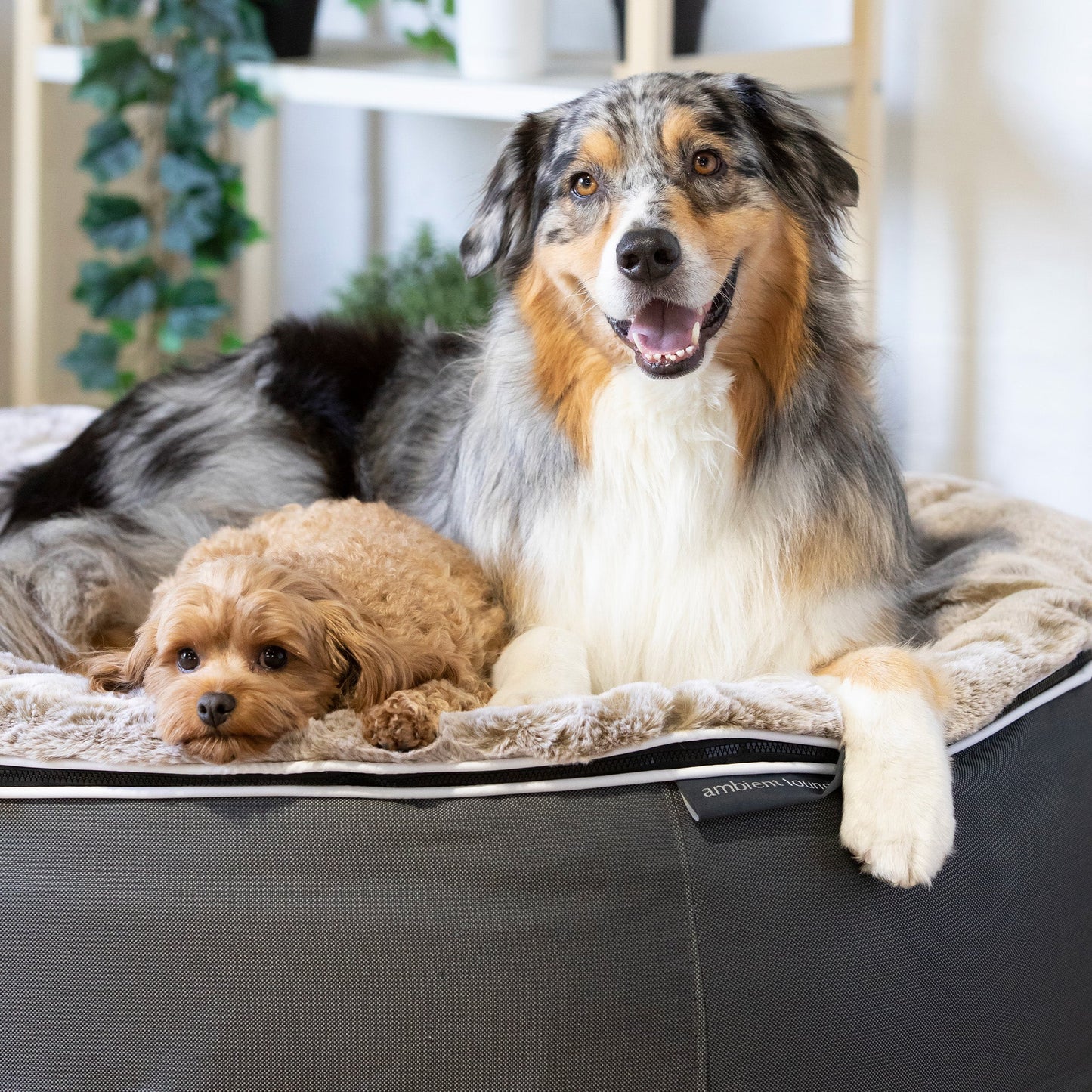 Large Rebound Foam Mattress Dog Bed - Interior/Outdoor