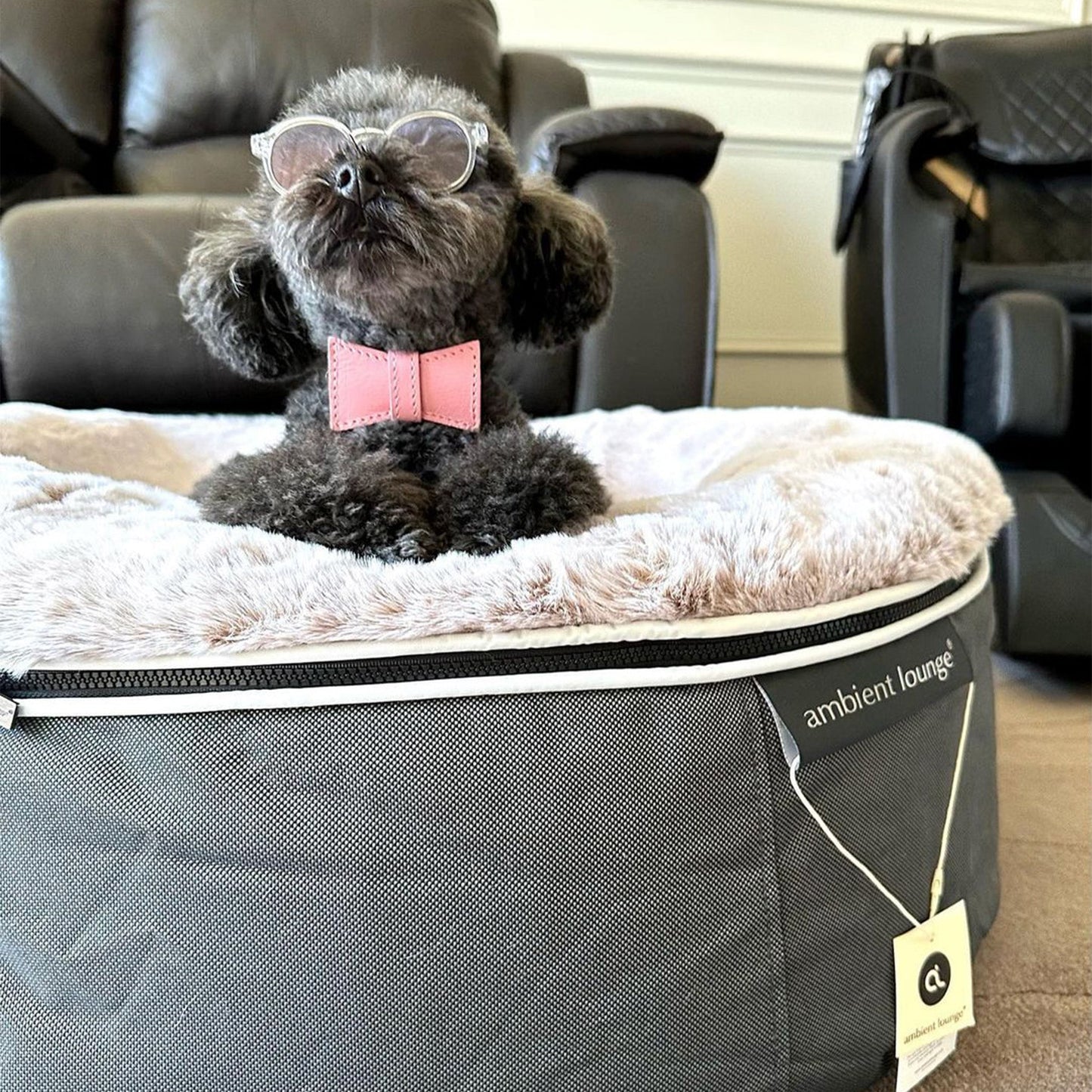 Medium Rebound Foam Mattress Dog Bed - Interior/Outdoor